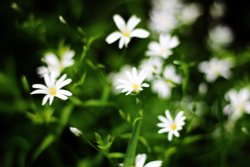 Hartshill Hayes Wallpaper