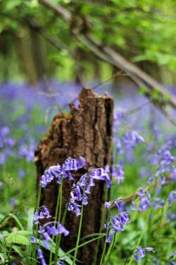 Hartshill Hayes