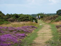 Nature Walk on Dunwich Heath Wallpaper