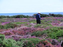 Wonder what this man was looking for on Dunwich Heath Wallpaper