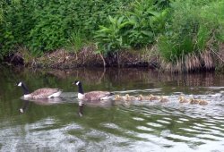 The first Goslings of the year in Watermead Country Park Wallpaper