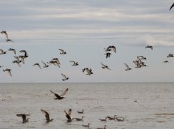 Broughty Ferry Wallpaper