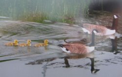 Irthlingborough Wallpaper