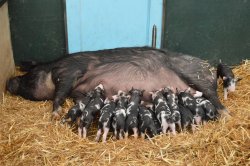 Feeding time at Hatton Country World ! Wallpaper
