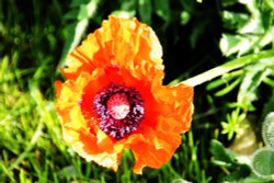 Market Bosworth Poppy Wallpaper