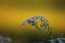 Sheepy Magna Wallpaper