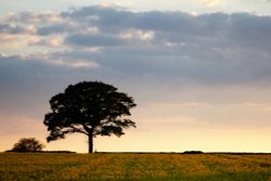 Sheepy Magna Wallpaper