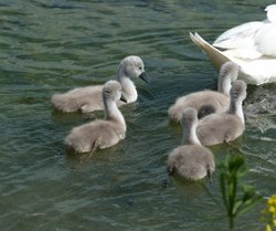 Come along children, keep up please. Wallpaper