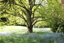 Arbury Hall Wallpaper