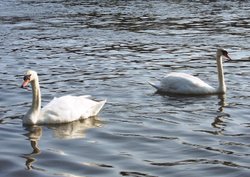 Swans at Wroxham Wallpaper