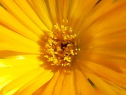 Vibrant bloom. Wallpaper