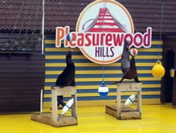 Sealion Show, Pleasurewood Hills