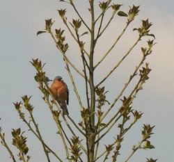 St Helens, Lancashire Wallpaper