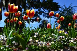 Berrynarbor Tulips
