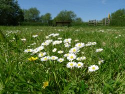 An English meadow in Watermead Country Park Wallpaper