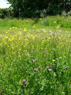 An English meadow in Watermead Country Park
