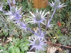 Open day In the Vicarage garden at Ruston Wallpaper