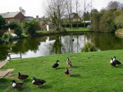 The pond at Westleton Wallpaper