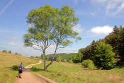Cannock Chase bike trail Wallpaper