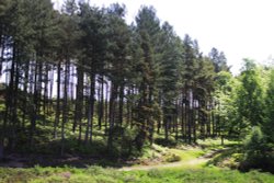 Cannock Chase bike trail Wallpaper