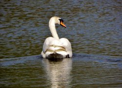 Lea Marston Lakes Wallpaper