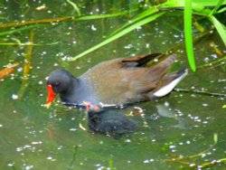 A Moorhen and it's chick in Watermead Wallpaper