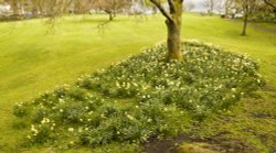 Borrans Field daffodils 1 Wallpaper