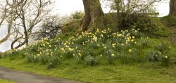 Borrans Field Daffodils 2 Wallpaper