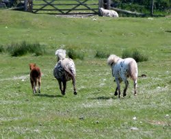 Livestock at Okehampton Wallpaper