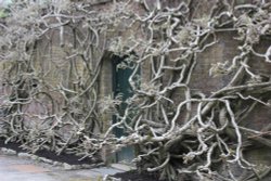 The Secret Garden Wallpaper