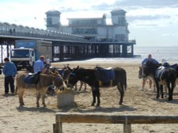 Donkeys on Weston-super-Mare beach Wallpaper