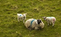 Ambleside residents Wallpaper