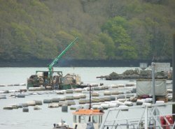 A closer look at the Mussel Farm. Wallpaper