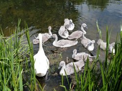 The 'Swan' family Wallpaper