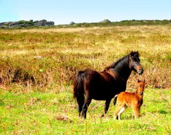 Dartmoor ponies Wallpaper