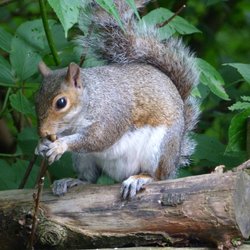 Grey Squirrel at Sherwood Forest Wallpaper