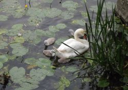 Irthlingborough Wallpaper