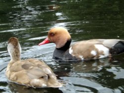 Red crested Pochard, Regents Park, London Wallpaper
