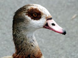 Egyptian Goose, Regents Park, London