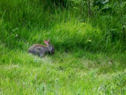 Wild Rabbit Wallpaper