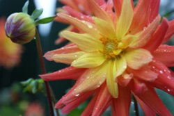 Sissinghurst Castle Gardens Flower Wallpaper