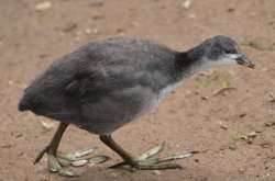 Young coot, Swithland Reservoir