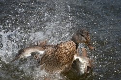 Mallard bathing Wallpaper