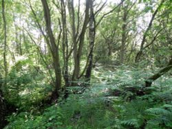 The Woods 2 Wallpaper