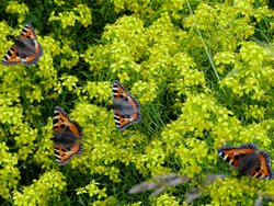 Creech St Michael Wallpaper