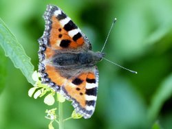 Creech St Michael Wallpaper