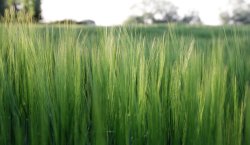 Fields of Atherstone Lanes Wallpaper