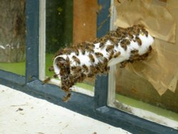 I cannot BEEleeve It !