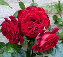 Roses in our garden Wallpaper