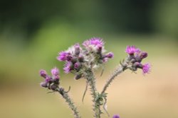 Fourwents Blooms Wallpaper